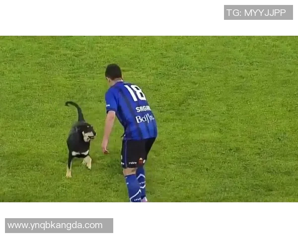 足球明星的宠物实力揭秘它们在场外的独特魅力与惊人技能